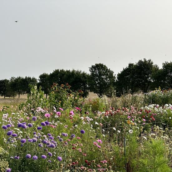Blomsterdyrkning og skærehaver